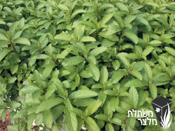 נענה - Mentha