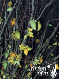 סולנום - Solanum