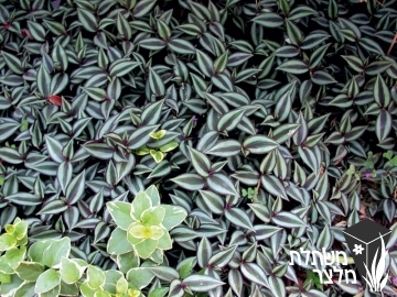 יהודי- נודד - Tradescantia