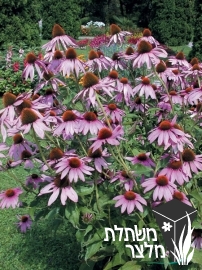 קיפודנית - Echinacea