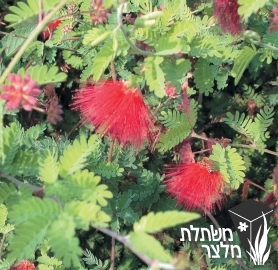 קליאנדרה - Calliandra