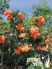 דק -פרי - Tecoma