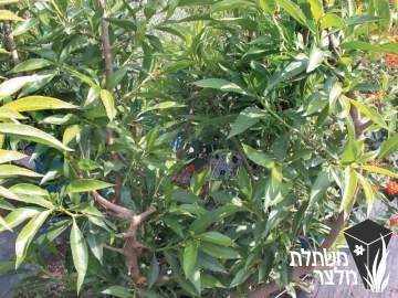 מיאופורון - Myoporum