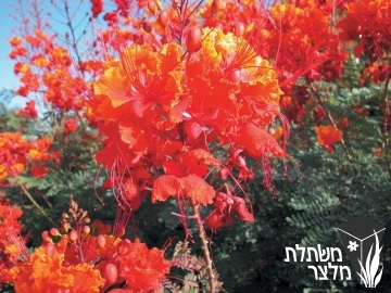 קסאלפיניה - Caesalpinia