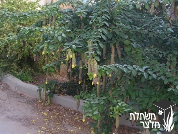 גמלינה - Gmelina