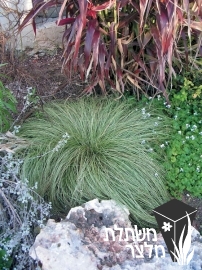 כריך - Carex