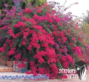 בוגנווילאה - Bougainvillea