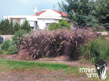 זיף-נוצה - Pennisetum