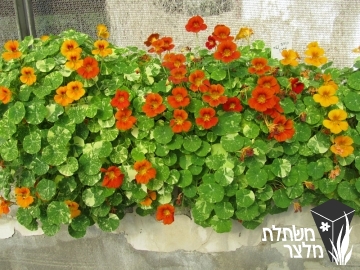 כובע-נזיר - Tropaeolum