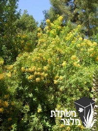 פרע - Hypericum