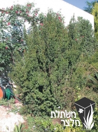 מירסינה - Myrsine