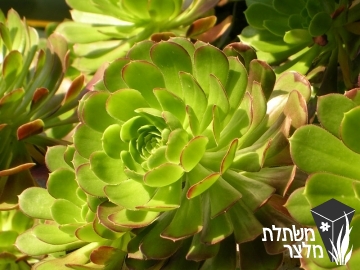 נצחה - Aeonium