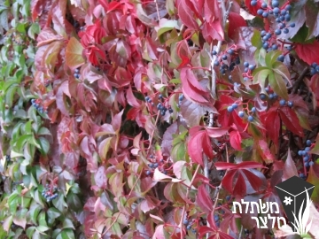 גפנית - Parthenocissus