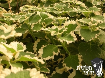 פלקטרנטוס - Plectranthus