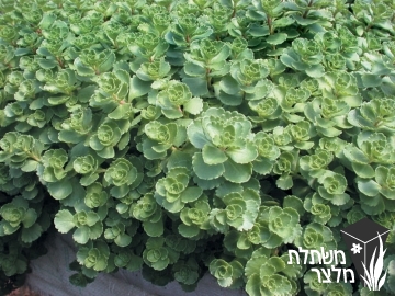 צורית - Sedum