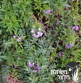 סולנום - Solanum