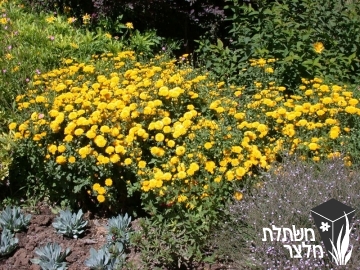 חרצית - Chrysanthemum