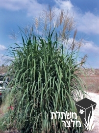 מיסקנתוס - Miscanthus