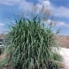 מיסקנתוס - Miscanthus