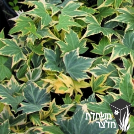 קיסוס - Hedera