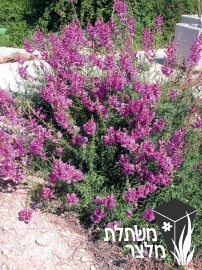 לוע-ארי - Antirrhinum