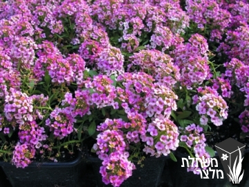 מללנית - Lobularia