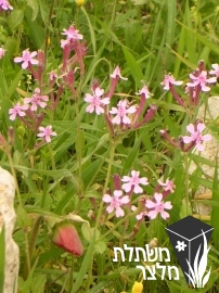 ציפורנית - Silene