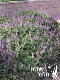 פלקטרנטוס - Plectranthus