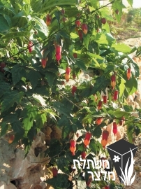 אבוטילון - Abutilon