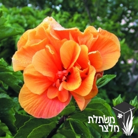 היביסקוס - Hibiscus