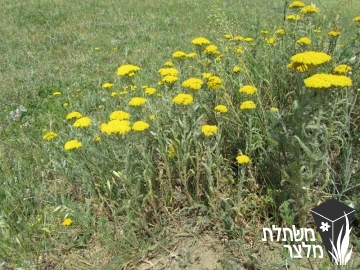 אכילאה - Achillea