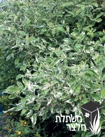 שיח-אברהם - Vitex