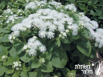 אגרטון - Ageratum