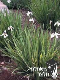 דיאטס - Dietes