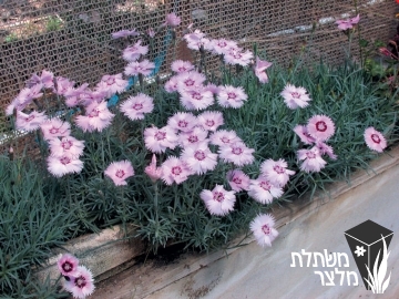 ציפורן - Dianthus