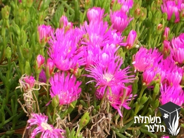 נציץ - Lampranthus