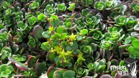 צורית - Sedum