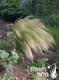 מלעניאל (סטיפה) - Stipa