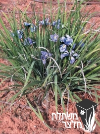 איריס / אירוס - Iris