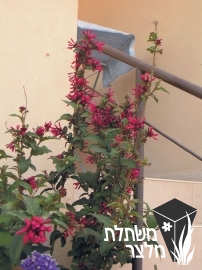 צסטרום - Cestrum