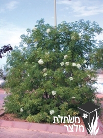 סמבוק - Sambucus