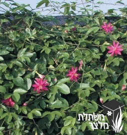 שעונית - Passiflora