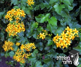 סביון - Senecio