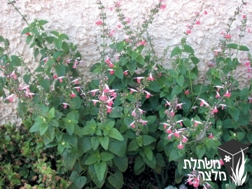 מרווה - Salvia