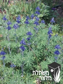 תורמוס - Lupinus