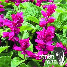 מרווה - Salvia