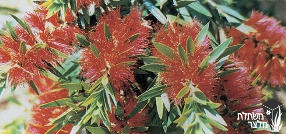 קליסטמון - Callistemon