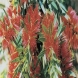 קליסטמון - Callistemon