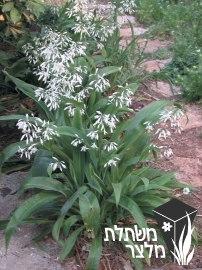 ארתרופודיום (מכבדן) - Arthropodium