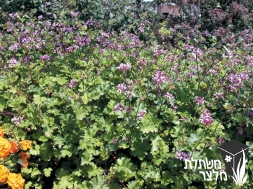 פלרגון - Pelargonium